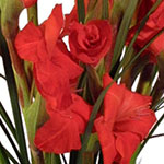 Express your heartfelt sympathy with beautiful flowers or a lush plant