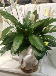Medium Peace Lily in Wicker Basket with Bow from Amy's Flowers and Gifts in Dallas, GA