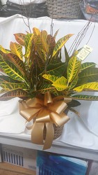Medium Croton Plant in Wicker Basket with Bow from Amy's Flowers and Gifts in Dallas, GA