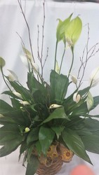 Small Peace Lily in Wicker Basket from Amy's Flowers and Gifts in Dallas, GA