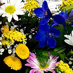 Express your heartfelt sympathy with beautiful flowers or a lush plant