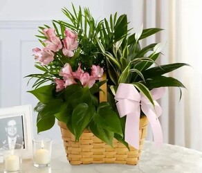 4 Plant Euro Garden from Amy's Flowers and Gifts in Dallas, GA