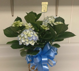 Hydrangea from Amy's Flowers and Gifts in Dallas, GA
