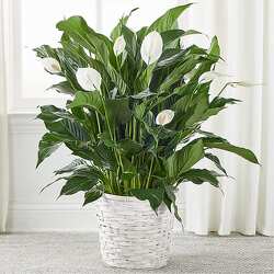 Large Peace Lily from Amy's Flowers and Gifts in Dallas, GA