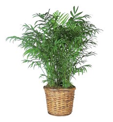 Medium Palm Plant from Amy's Flowers and Gifts in Dallas, GA