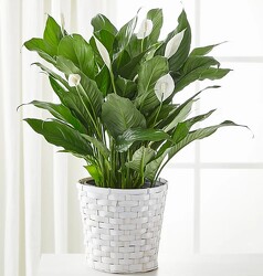 Medium Peace Lily in Wicker Basket with Bow from Amy's Flowers and Gifts in Dallas, GA