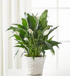 Small Peace Lily from Amy's Flowers and Gifts in Dallas, GA