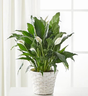 Small Peace Lily Small Peace Lily
