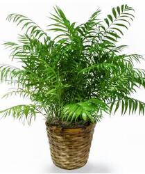 Small Palm Plant from Amy's Flowers and Gifts in Dallas, GA